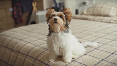 Şirin bisikletçi teriyer köpek yavrusu rahat bir yatak odası ortamındaki desenli yatak örtüsüne dikkatle oturur..