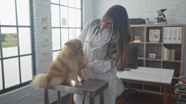Gülümseyen bir kadın veteriner, parlak bir veteriner kliniğinde bir pomeranian köpeğini muayene ediyor..
