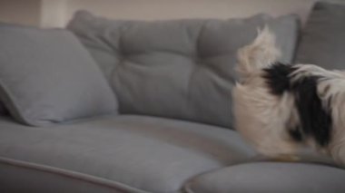 Bisikletli bir teriyer köpeği, rahat bir evde gri bir kanepede, sarı püsküllü bir battaniyeyle dikkatlice oturuyor..