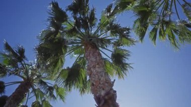 Açık mavi gökyüzüne bakan palmiye ağaçlarının alçak açılı görüntüsü, tropikal doğa ve sakin ortamı yakalıyor..
