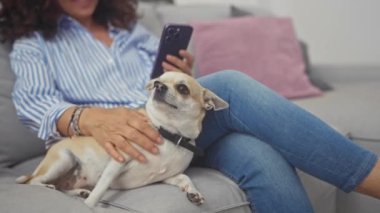 Orta yaşlı bir kadın evinde kanepede Chihuahua köpeğiyle dinlenirken akıllı telefonunu kullanıyor..