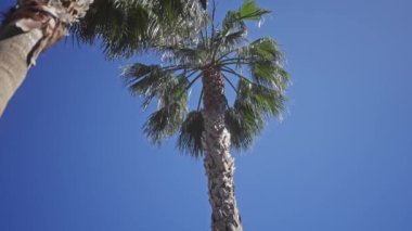 Berrak mavi gökyüzüne karşı bir palmiye ağacının alçak açılı görüntüsü, somutlaşmış tropikal doğa, açık hava, seyahat ve yaz kavramları..