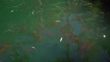 Canlı koi balıkları, yansımalar, yapraklar ve doğal ışıkla betimlenmiş yüzen yapraklarla dolu sakin bir gölet..