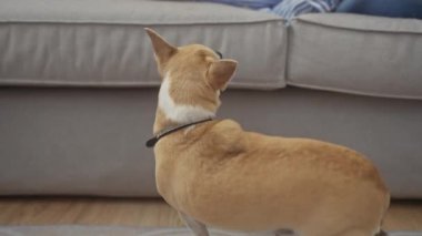 Bir chihuahua, rahat bir oturma odasındaki kanepede oturan bir kadının yüzüne bakar ve onu okşar..