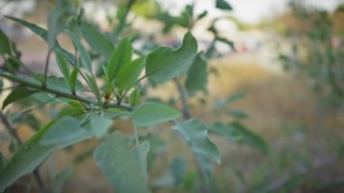 Yeşil laurus nobilis 'in yakın görüntüsü doğal ışık altında yumuşak bokeh arkaplanlı, Murcia, İspanya' daki Akdeniz florasını tasvir ediyor.