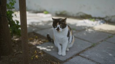 Güneşli bir günde, yeşil ve gölgelerle çevrili asfalt bir yolda dinlenen bir yavru kedi doğal ortamında huzur ve neşe saçar..