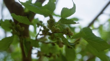 Puglia, İtalya 'da güneşli bir açık havada taze yeşil yaprakları olan bir morus alba dalında genç dut meyveleri kümeleri..