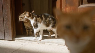 Güneşli havanın tadını çıkaran üç kedi, ikisi ahşap kapıya yakın, biri de ön planda, çevrelerini keşfediyor..