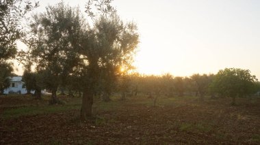 Huzurlu bir puglia gün batımı, Güney İtalya 'da zeytin ağaçları ve bir çiftlik evi olan bir zeytin korusuna vurgu yapıyor..