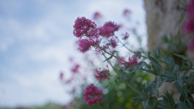 Canlı centranthus ruber, yaygın olarak kırmızı kediotu olarak bilinir, açık bir gökyüzünün altında, Puglia, İtalya 'da çiçek açıyor..