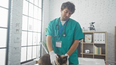 Genç bir İspanyol erkek veteriner modern bir veteriner kliniğinde bir siyam kedisini muayene ediyor.