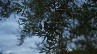 Güney İtalya 'da, puglia' da alacakaranlık gökyüzüne karşı siluetli bir zeytin dalı. Huzurlu Akdeniz florası sergiliyor..