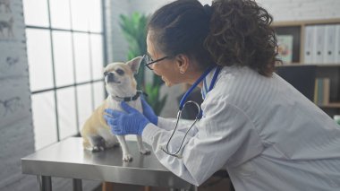 İspanyol bir veteriner klinikte bir Chihuahua 'yı muayene ediyor.