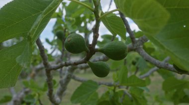 İncir ağacının yapraklı yeşil incir dalına yakın çekim. Puglia, İtalya 'da, açık havada, güneş ışığında bulunur..