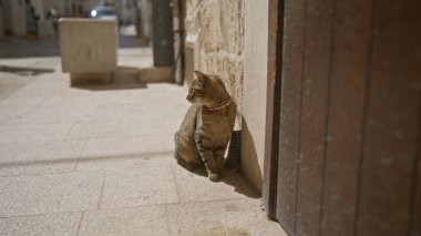 Tasma takan çizgili bir kedi dar bir sokakta güneş ışığında oturur, sakin bir kentsel alanda taş bir duvara yaslanır..