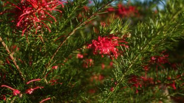 Puglia, İtalya 'da açık havada kırmızı çiçekleri ve yeşil yaprakları olan parlak, canlı bir grevillea bitkisi çarpıcı bir kontrastı ve doğal güzelliği gözler önüne seriyor..