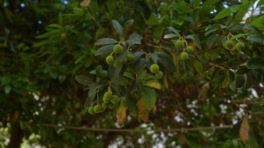 Branches of an arbutus unedo, known as strawberry tree, in a lush garden in puglia, italy, featuring green leaves and unripe fruits. clipart