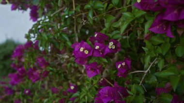 Mor bougainvillea çiçekleri yemyeşil bir alanda yemyeşil, açık havada, güney İtalya 'da, Akdeniz bölgesinin canlı bitkilerini yakalıyorlar..