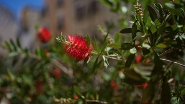 Callistemon Citrinus 'un canlı kırmızı şişe fırçası yeşil yapraklardan oluşan bir arkaplanda, güneşli mavi gökyüzünün altında açık havada yakalanır..