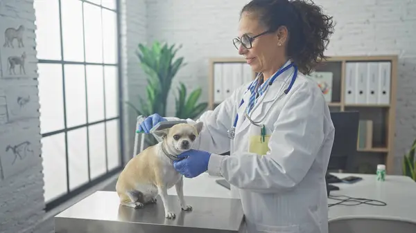 stock image Mature woman veterinarian grooming a chihuahua dog in a clinic interior