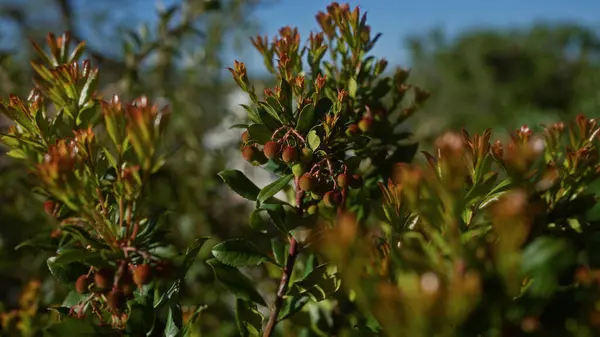 stock image Close-up of an arbutus unedo plant with ripe fruit in the puglia region of southern italy outdoors during a sunny day.
