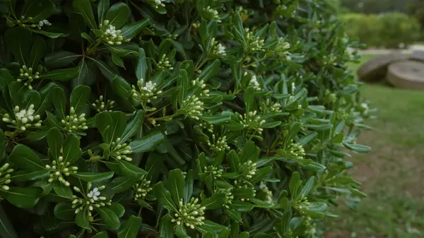 stock image Close-up of lush pittosporum tobira leaves and clusters of white buds in an outdoor garden in puglia, italy.