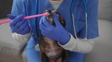 Önlüklü veteriner bir Chihuahua 'nın dişlerini klinikte muayene eder.
