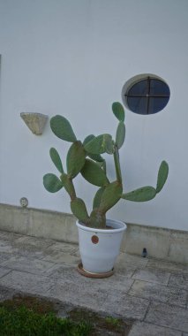 Beyaz tenceredeki dikenli armut kaktüsü Puglia, İtalya 'da beyaz bir duvara yaslanmış dairesel bir pencere ve taş fayanslar sergiliyor..