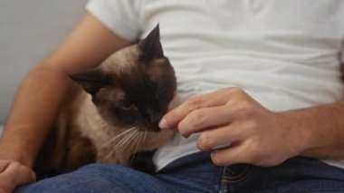 Sıcak bir odada, bir adam nazikçe kucağında dinlenen siyam kedisini besler, sıcaklığı ve özeni yankılanır..