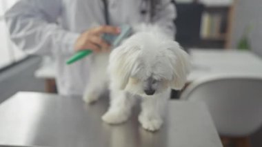Bir veteriner, veteriner kliniğinde gülümseyen bir köpeğini fırçalar.