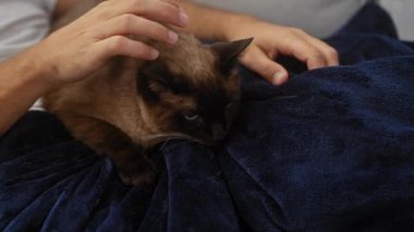 Sıcak bir evde, mavi bir battaniyeye uzanmış siyam kedisini okşayan bir adam..