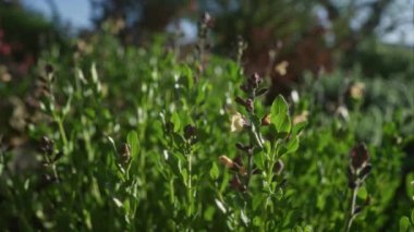 Taze yeşil teucrium meyveleri yakın plan, aynı zamanda ağaç germenderi olarak da bilinir, güney İtalya 'da Puglia' nın vahşi doğasında gelişmekte, güneş ışığı bitkinin detaylarını aydınlatıyor..
