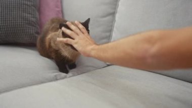 Bir adam, sıcak bir oturma odasındaki kanepede oturan siyam kedisiyle etkileşime girer.