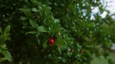 İtalya 'nın güneyindeki Puglia' da yemyeşil yaprakları ve kırmızı tomurcukları olan bir nar ağacına yakın çekim yaparak Akdeniz florasının özünü yakalıyor..