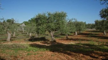 İtalya 'nın güney İtalya' nın puglia bölgesinde bulunan mavi gökyüzü olan bir italyan bahçesindeki zeytin ağaçları, Akdeniz tarımının güzelliğini göstermektedir..