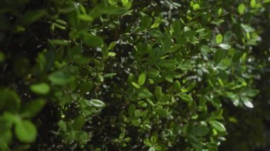 Güneşli bir bahçede yetişen gür yeşil buxus yaprakları doğal büyüme ve botanik tasvir eder..