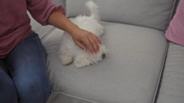 Bir kadın, evdeki rahat bir evi tasvir eden rahat bir kanepede oynak bir Malta köpeği besler..