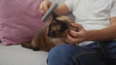 Bir adam, sıcak bir oturma odasında kanepede siyam kedisini nazikçe fırçalar..