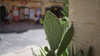 Puglia italy 'de bulunan dikenli bir kaktüs kaktüsünün yakın planında bulanık yayalar ve binaların bulunduğu açık bir şehir zeminine karşı..