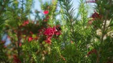 Puglia, İtalya 'nın yemyeşil kırsalında, yeşil yeşillikler ve kırmızı çiçeklerle çevrili Grevillea' robyn Gordon 'u dölleyen bir arının canlı bir dış görüntüsü..