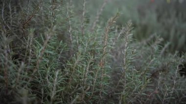 Rosmarinus officinalis 'in yakın plan görüntüsü, yaygın olarak biberiye olarak bilinir, Murcia, İspanya' da vahşice büyüyor..