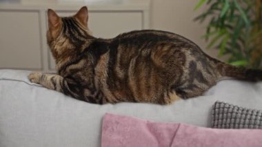 Rahat bir kedi, ev ortamında gri bir kanepede dinlenir. Etrafında yumuşak yastıklar ve yeşil bitkiler vardır..