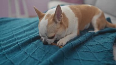 Kahverengi ve beyaz kürklü küçük bir köpek mavi bir battaniyenin üzerinde yatarken bir ziyafeti çiğniyor..