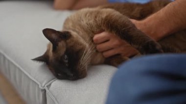 İçerideki koltukta gevşemiş siyam kedisine sarılan adam sevgi ve evcil hayvan bakımını tasvir ediyor..