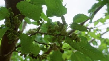 Olgunlaşmamış yeşil meyveleri ve yemyeşil yaprakları olan dut ağacı Puglia, İtalya 'da güneş ışığı altında bulundu..