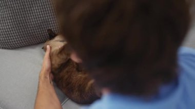 Bir adam, rahat bir siyam kedisini, rahat bir oturma odasında, gri bir kanepede nazikçe okşuyor.
