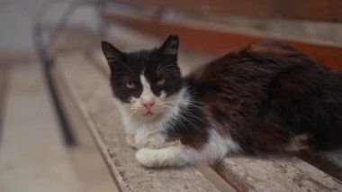 Delen gözlü bir smokin kedisi ahşap bir bankta uzanır, kedi zarafeti ve sakinlik saçar..