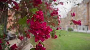 Canlı bougainvillea spectabilis çiçekleri Murcia, İspanya 'da bir Akdeniz avlusunu süslüyor..