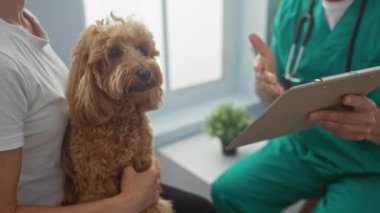 Önlüklü veteriner. Parlak klinik odasında fino köpeği tutan bir kadınla görüşüyor.