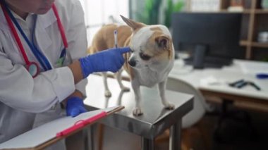Klinikte bir kadın veteriner, metal bir masanın üzerinde bir chihuahua köpeğini incelerken bir not alıyor..